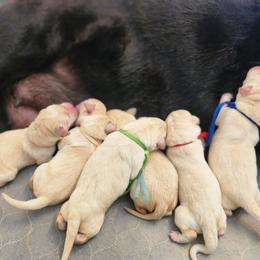 Yellow Female - Yellow female Labrador Retriever puppy in Yelm, Washington from Prince Labradors