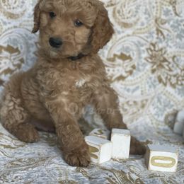 Goldendoodle Puppies from Owen-a-Doodle
