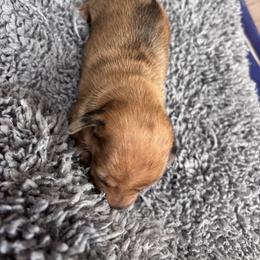 Sneezy - Dapple female Dachshund puppy in Chelsea, Oklahoma from Renee's Dachshund's
