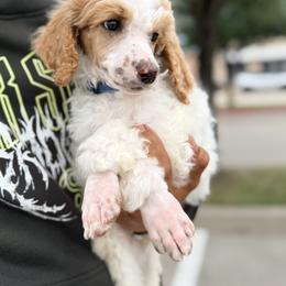 Poodle Puppies from Double R Poodles
