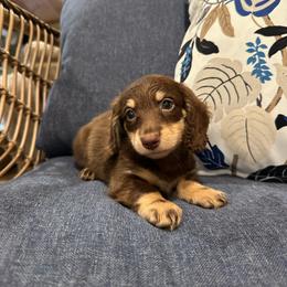 Lucky - Chocolate and tan male Dachshund puppy in Stilwell, Oklahoma from B & K Dachshunds