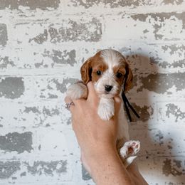 Lilly - Blenheim female Cavapoo puppy in Mayo, Florida from Kingston’s Cavaliers
