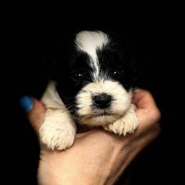 Cruise - Green Boy - Parti male Miniature Schnauzer puppy in Oneonta, Alabama from Murphree Valley Kennels