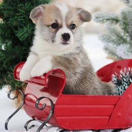 Gator - Red male Pembroke Welsh Corgi puppy in Pollock, Missouri from Northstar