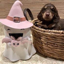 Dachshund Puppies from AJs Doxies