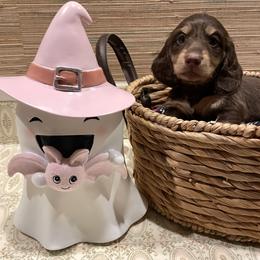 Dachshund Puppies from AJs Doxies