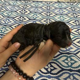 Mopsey - Black and white male Sheepadoodle puppy in Chesapeake, Virginia from Doodle-Cove