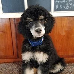 Poodles from Poo La La Poodles
