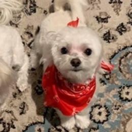 Maltese from Jeri's Little Darlings