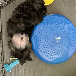 Lowchen Puppies from Calikij