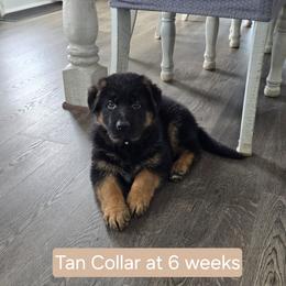 Tan Collar - Black and red male German Shepherd puppy in Sumner, Iowa from Vom Wilke Kennels