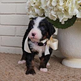 Summer - Tri-color female Bernedoodle puppy in Russell Springs, Kentucky from 270 Doodles