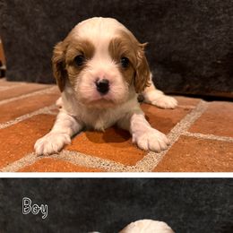 Cavapoo Puppies from Clark Hill Farm