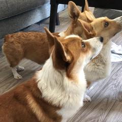 Walker - Pembroke Welsh Corgi