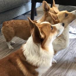 Walker - Pembroke Welsh Corgi