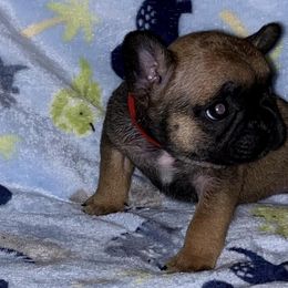 French Bulldogs from Fritz Kennel