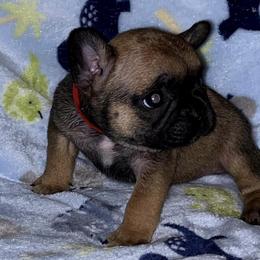 French Bulldogs from Fritz Kennel