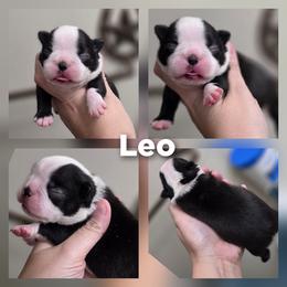Leo - Black brindle and white male Boston Terrier puppy in Billings, Missouri from Azaleas Euro Boxers & Boston Terriers