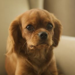 Cavalier King Charles Spaniels from Witzel Cavaliers