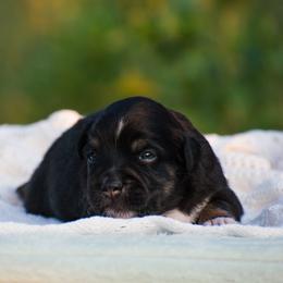 Annie - Black tri female Miniature American Shepherd puppy in Chocowinity, North Carolina from Foxtail Hollow