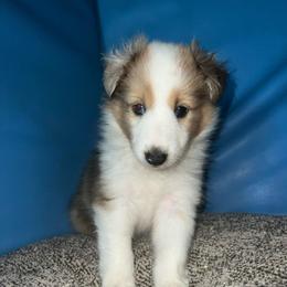M and M - Sable merle and white male Shetland Sheepdog puppy in Kerville, Texas from Cedar Hill Kennels