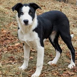 Berg - Black and white male Border Collie puppy in Strafford, Vermont from Thundering Paws Farm Working Collies