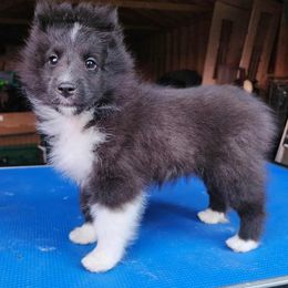 Jamie - Black and white male Shetland Sheepdog puppy in Weedsport, New York from M&M Shelties and Smooch-A-Bulls English Bulldogs