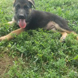 Artemis.   Gray - Black and tan German Shepherd puppy in Mccool Junction, Nebraska from Sininger Lagoon