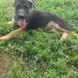 Artemis.   Gray - Black and tan German Shepherd puppy in Mccool Junction, Nebraska from Sininger Lagoon