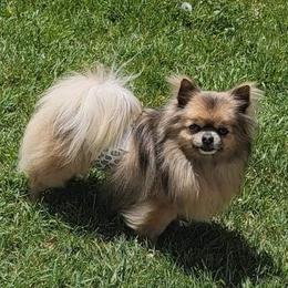 BAMBAM - Chihuahua