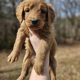Purple Collar Female - Red  female Goldendoodle puppy in Mocksville, North Carolina from Hunting Creek Farm & Kennel