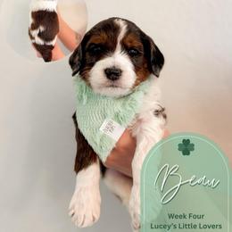 Beau - Parti male Goldendoodle puppy in California City, California from Summer Sun Doodles