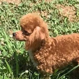 Kane - Bernedoodle