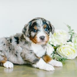 Cosmo - male Australian Mountain Doodle puppy in Spanish Fork, Utah from K Brand Doodles