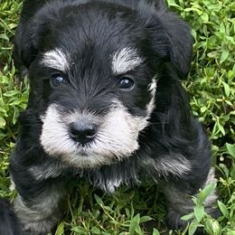 Miniature Schnauzer Puppies from Four Seasons Schnauzers