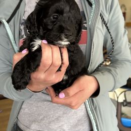 Cockapoo and Cocker Spaniel Puppies from Penny’s Perfect Pups