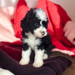 Boy 4 - Tri-color male Bernedoodle puppy in Aubrey, Texas from Four Willows Farm