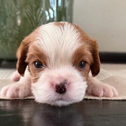 Logan - Blenheim male Cavalier King Charles Spaniel puppy in Kidder, South Dakota from Continental Cavaliers