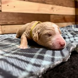 Aussiedoodle Puppies from Scruffypups