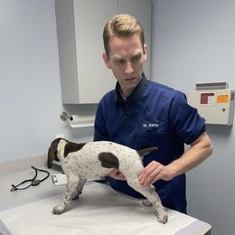 Grouse - White and liver German Shorthaired Pointer puppy in Logan, Utah from On Point Gun Dog's of Utah