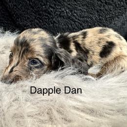 Dapple Dan - Dapple male Dachshund puppy in Cabool, Missouri from Dachshund's of Country Magic Farms in Missouri