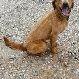 EVA - Labradoodle