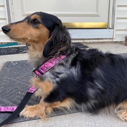 Splash - Dachshund