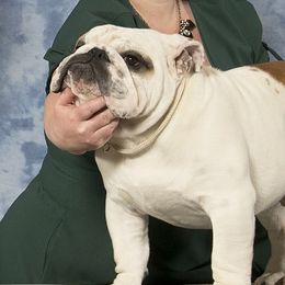Liner - Bulldog