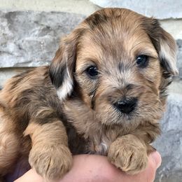 Cavapoos from Macy's Pups