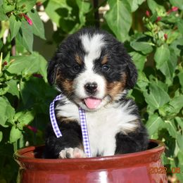 "Willie    Male" Bernese Mountain Dog Puppies from Wilderness Way Berners