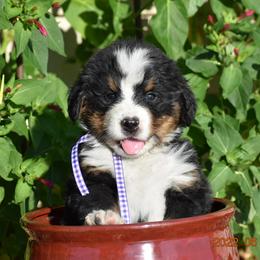 "Willie    Male" Bernese Mountain Dog Puppies from Wilderness Way Berners