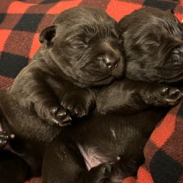 Genevieve - Chocolate female Labrador Retriever puppy in Amherst, New Hampshire from Hopeville Labradors