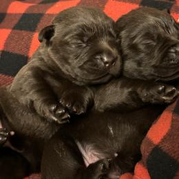 Genevieve - Chocolate female Labrador Retriever puppy in Amherst, New Hampshire from Hopeville Labradors