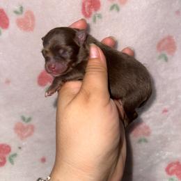 Chocolate and tan girl - Chocolate and tan female Pomeranian puppy in Eagle Pass, Texas from Texas Tumbleweed Poms